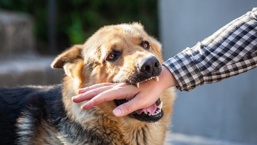 Exploring Ohio’s Strict Liability for Dog Owners