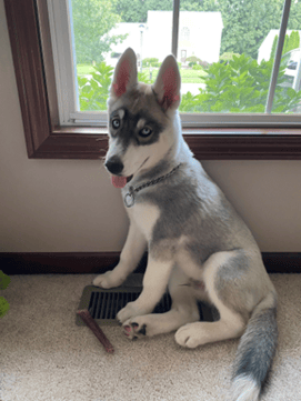 Gus - Siberian Husky puppy